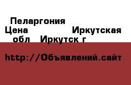 Пеларгония Pink Rambler › Цена ­ 100-250 - Иркутская обл., Иркутск г.  »    